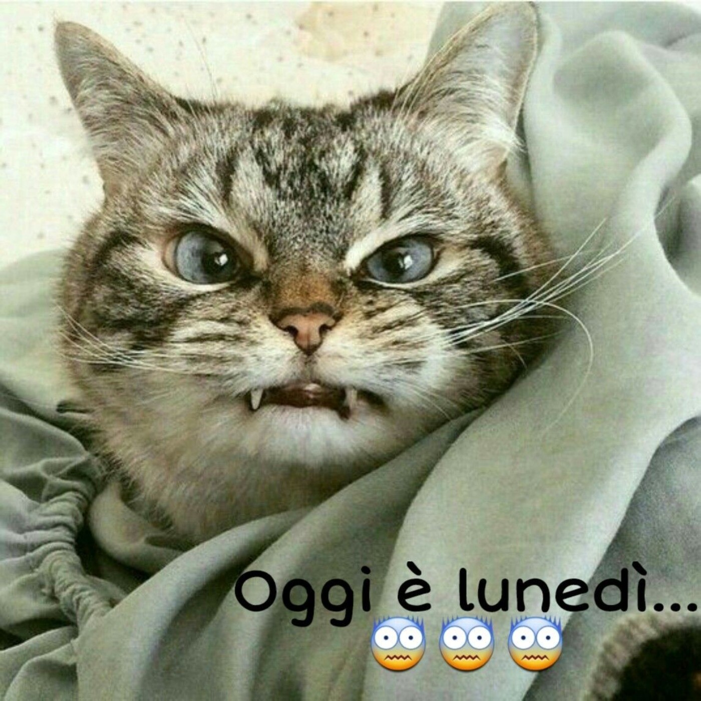 Дерзкие коты