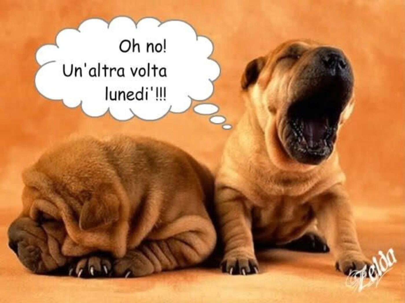 Oh no! Un'altra volta Lunedì !!