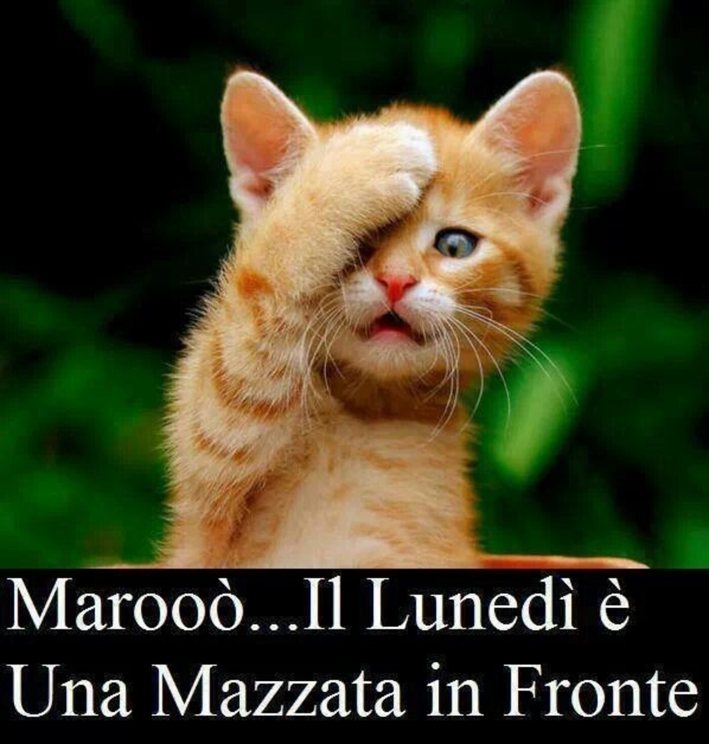 Marooò... il Lunedì è una mazzata in fronte !