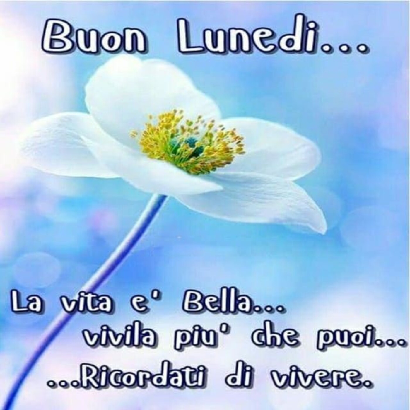 Buon Lunedì... la vita è bella... vivila più che puoi... ricordati di vivere.