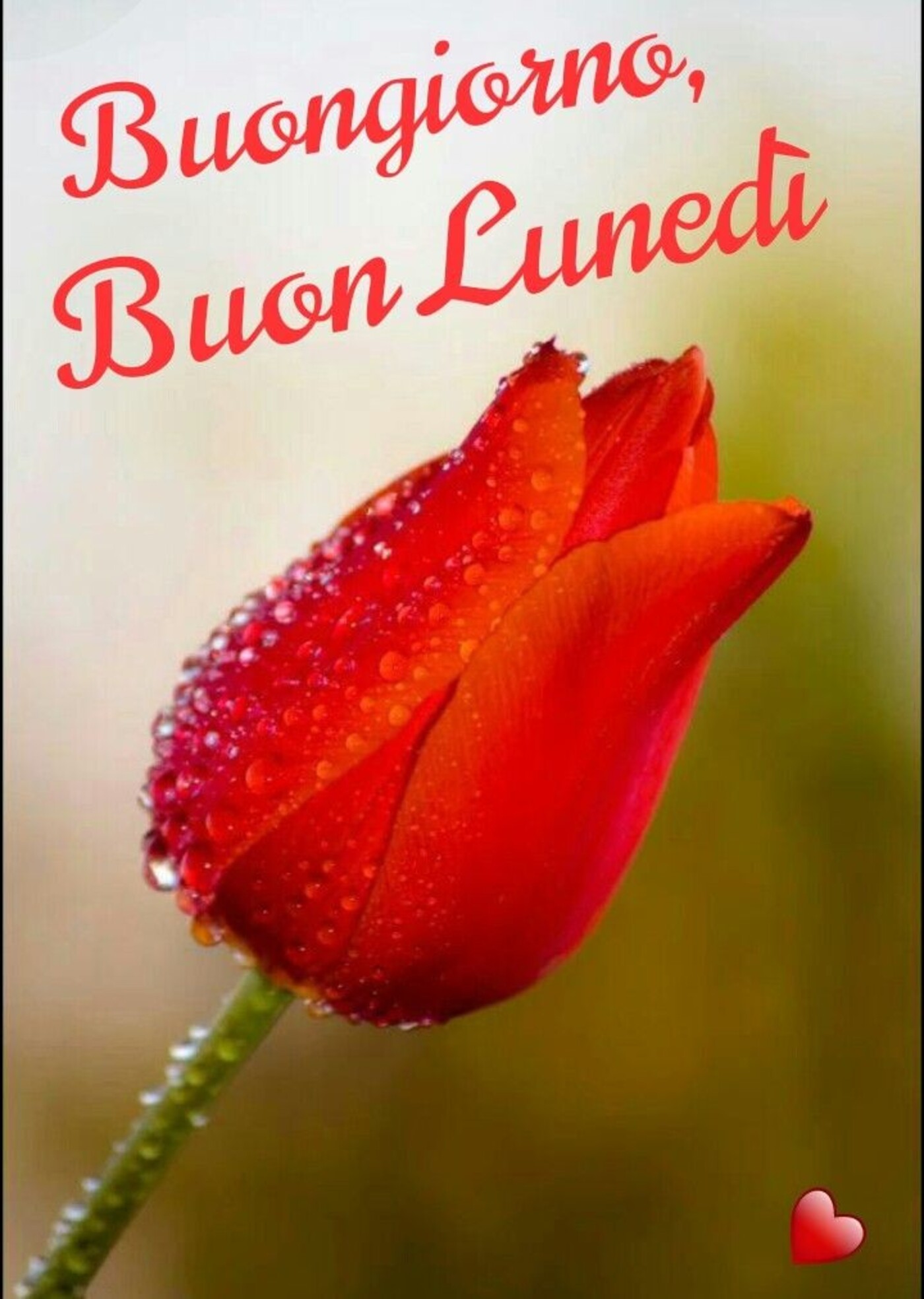 Buongiorno Buon Lunedì