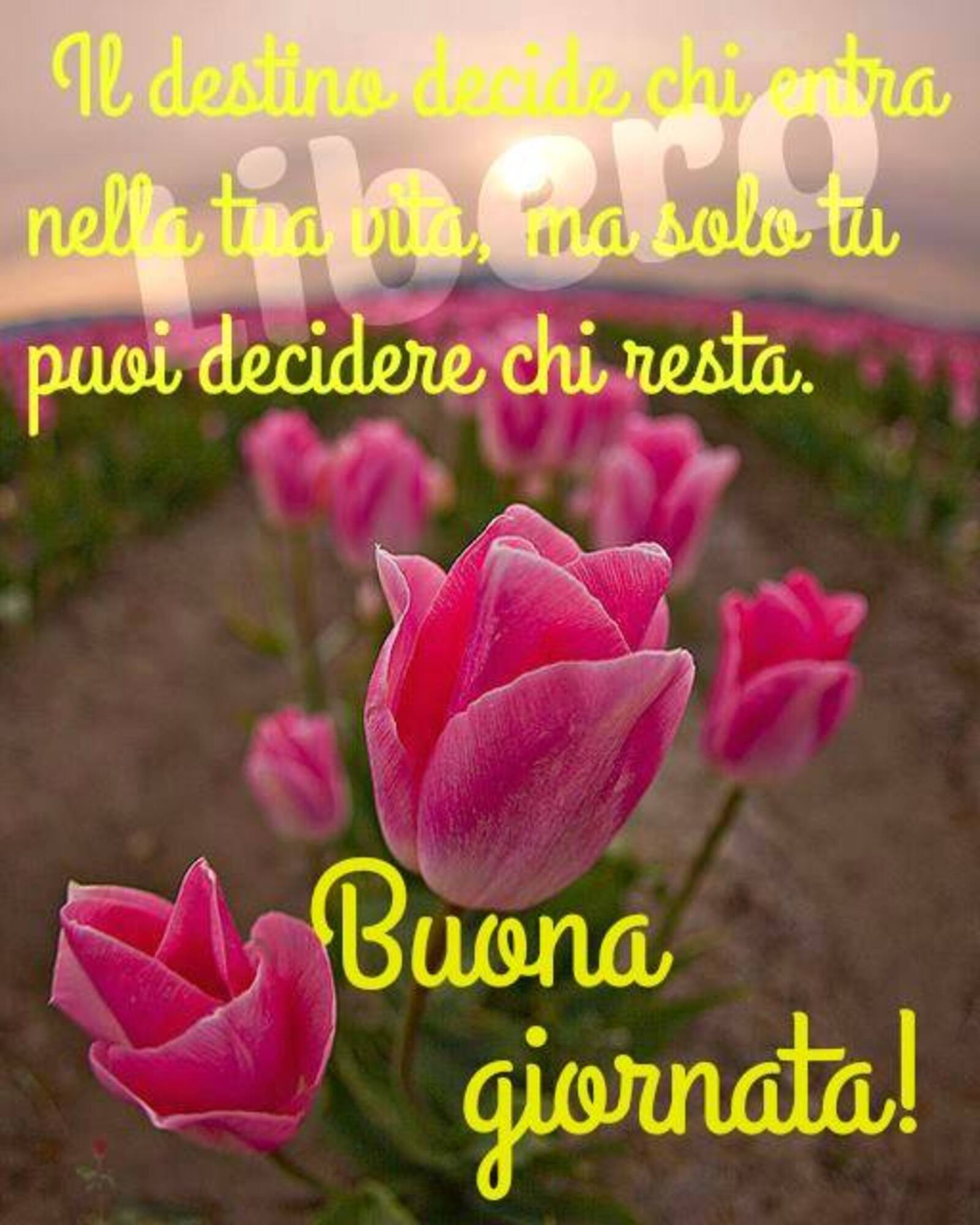 Il destino decide chi entra nella tua vita, ma solo tu puoi decidere chi resta! Buona Giornata!