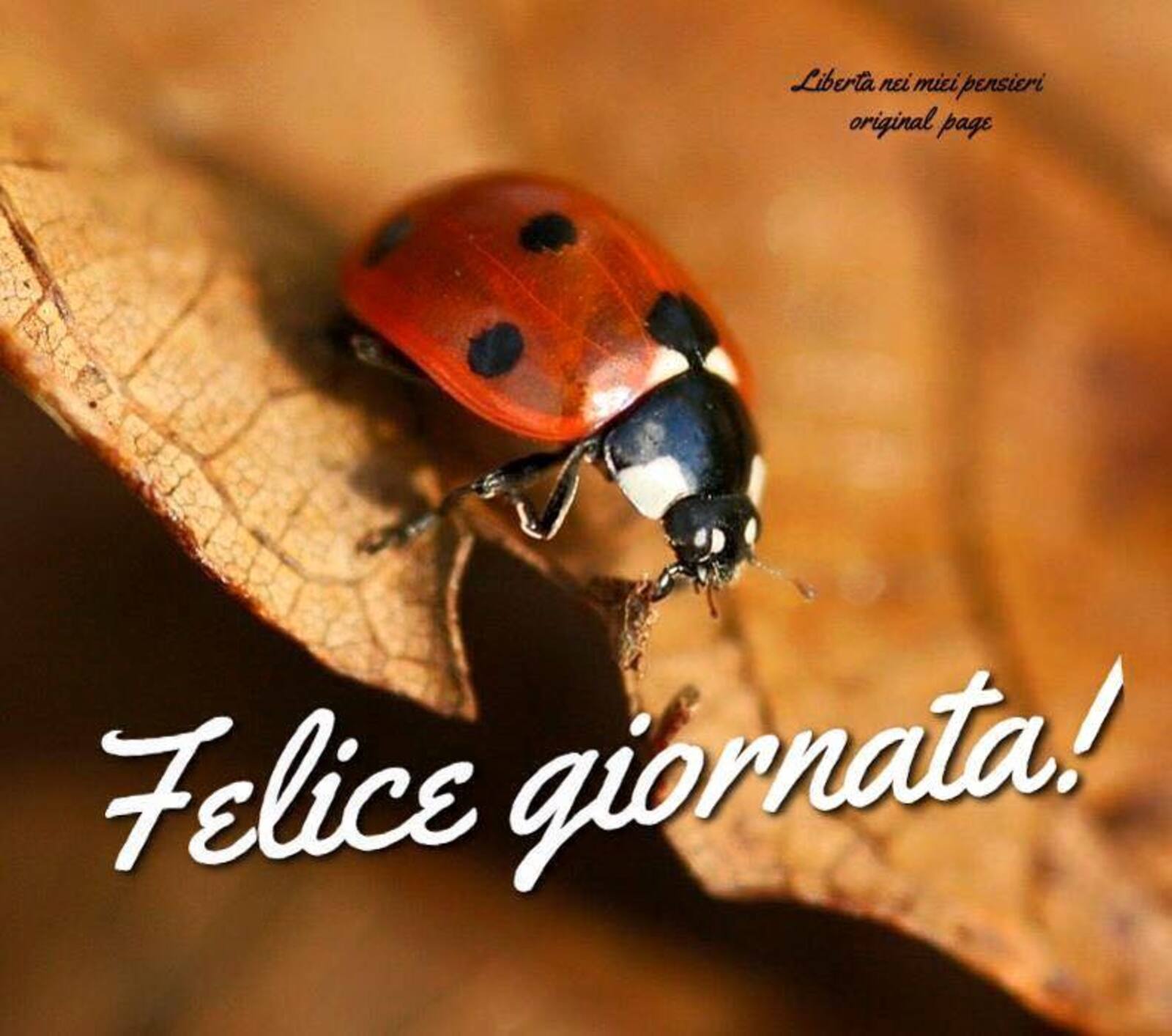 Felice Giornata!