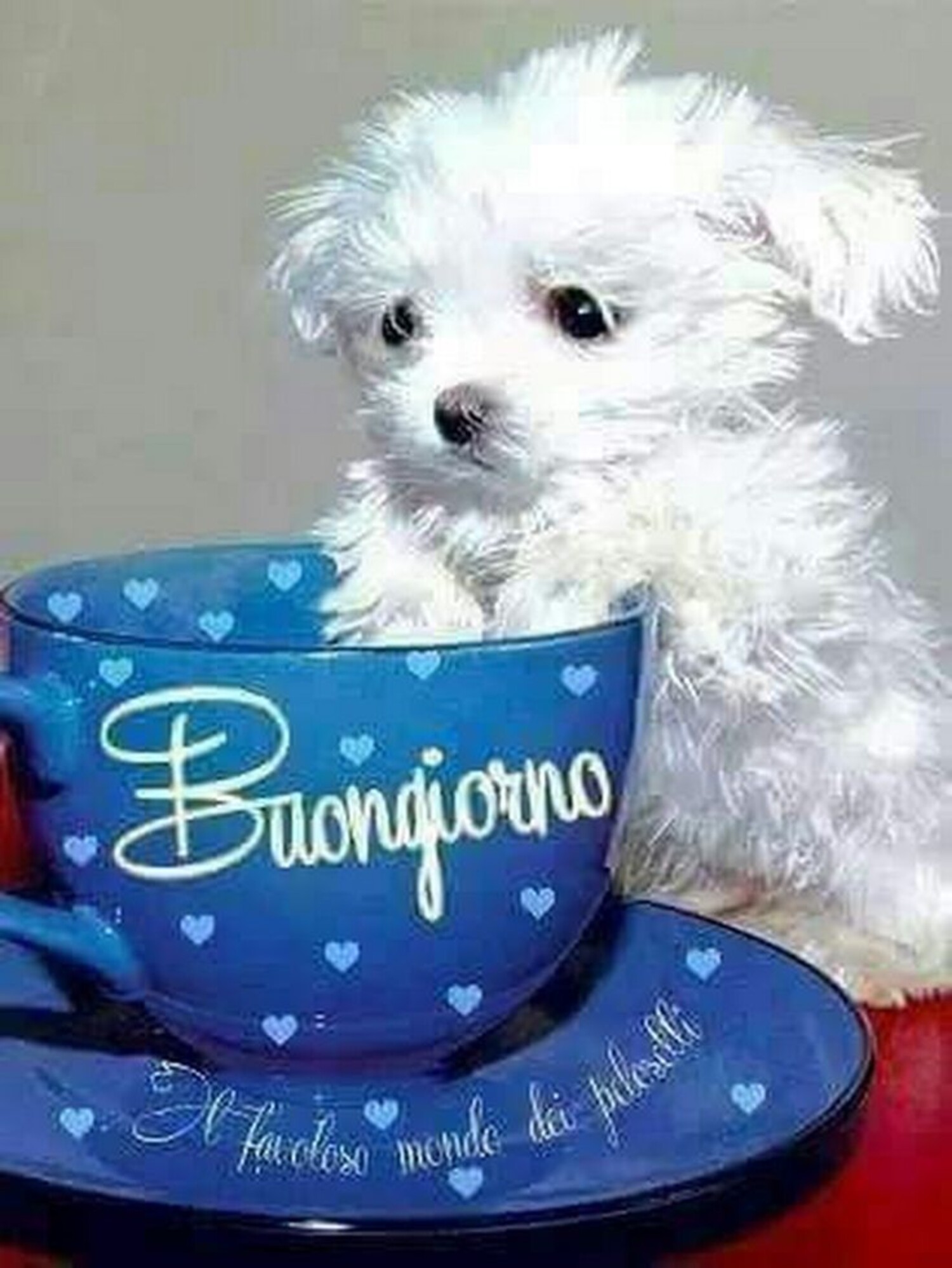 Buongiorno immagini tenere