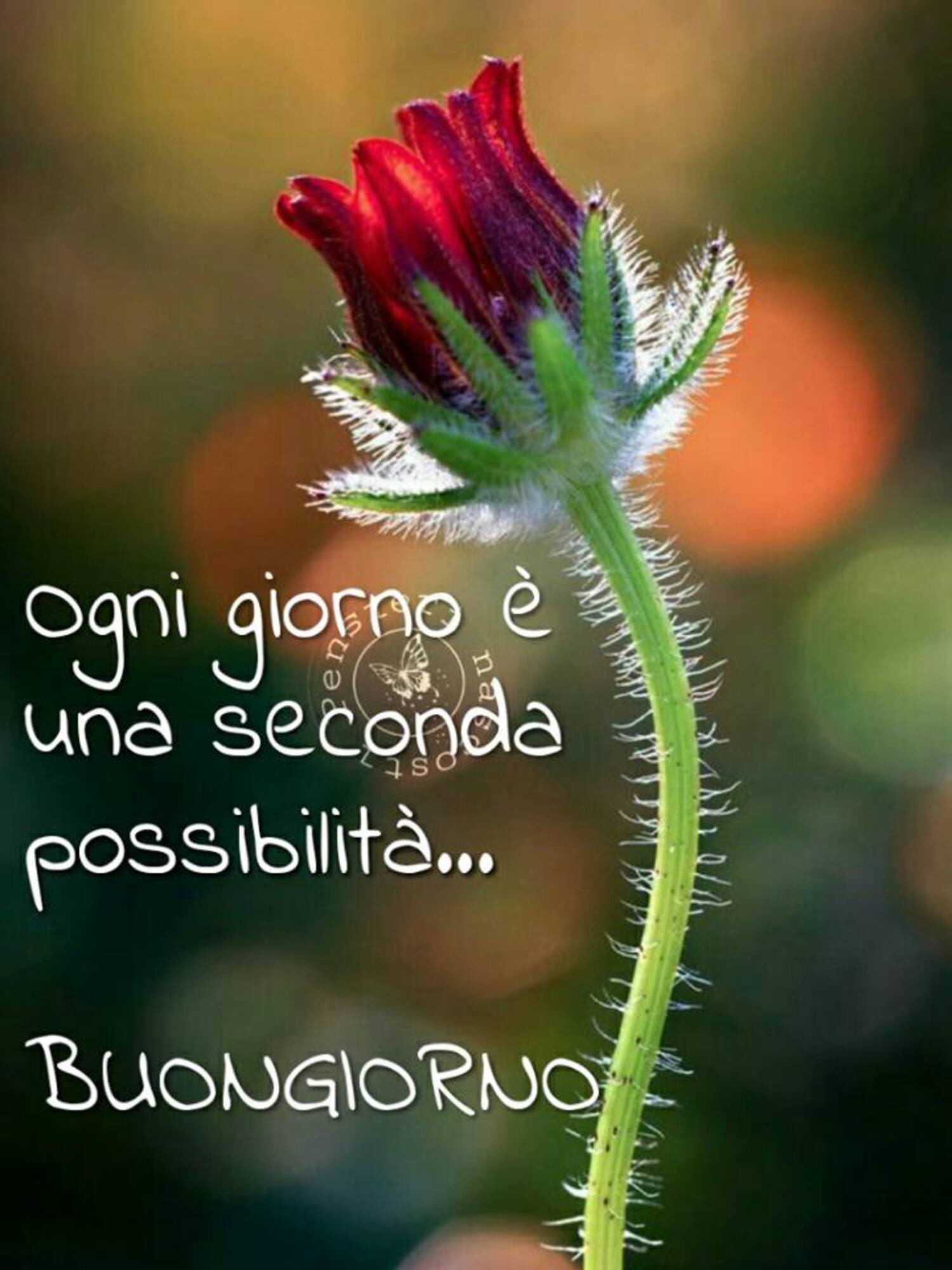 Buongiorno da mandare su WhatsApp