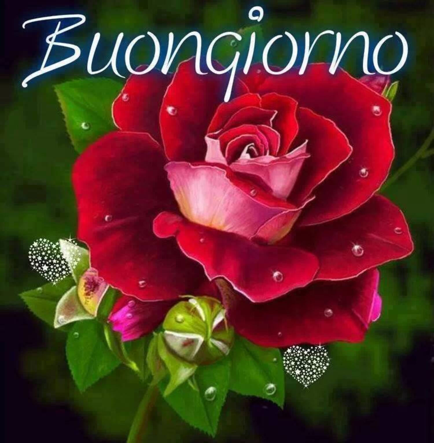 Buongiorno rosa rossa