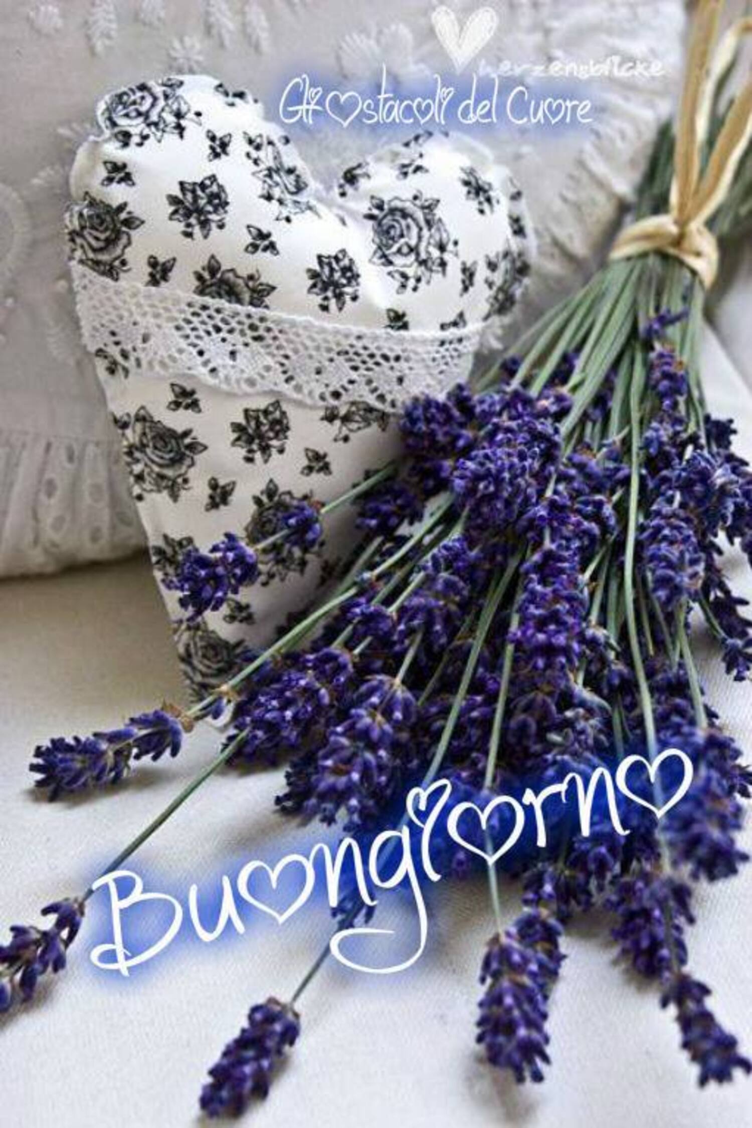 Buongiorno fiori di lavanda