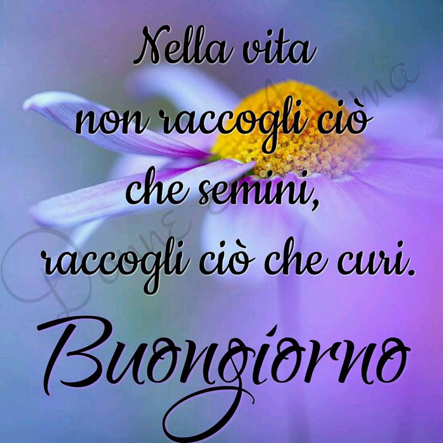 Nella vita non raccogli ciò che semini, raccogli ciò che curi. Buongiorno