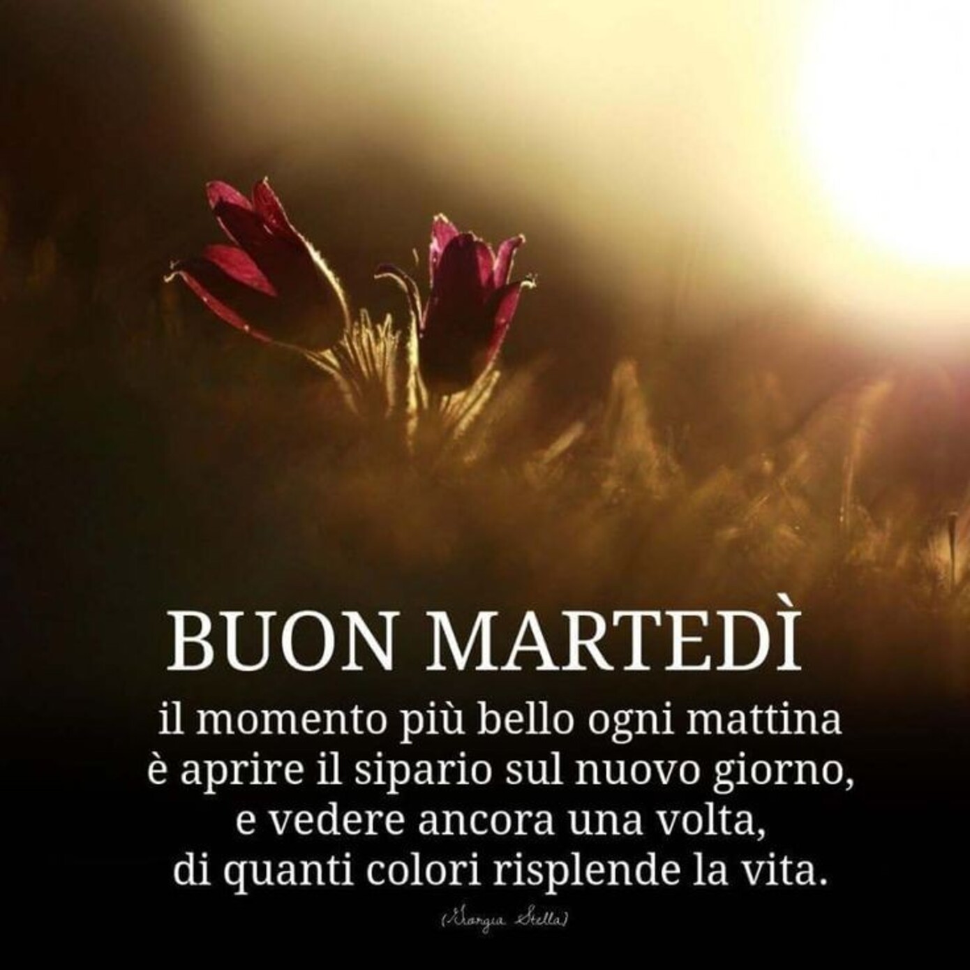 Buon Martedì Il momento più bello ogni mattina è aprire il sipario sul nuovo giorno, e vedere ancora una volta, di quanti colori risplende la vita.