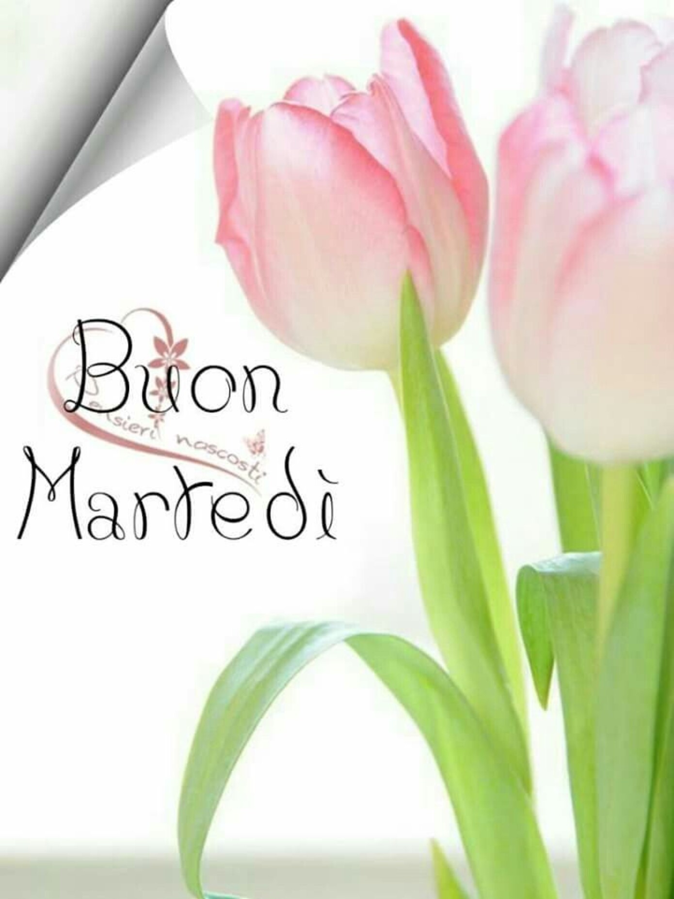 Buon Martedì