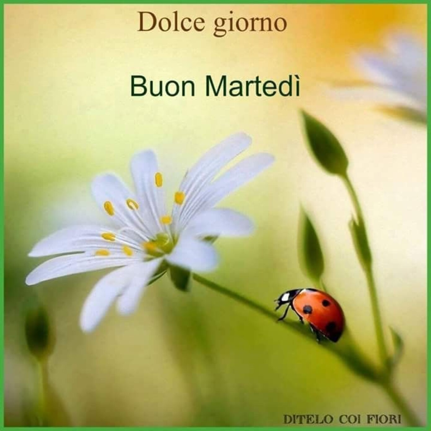 Dolce Giorno Buon Martedì