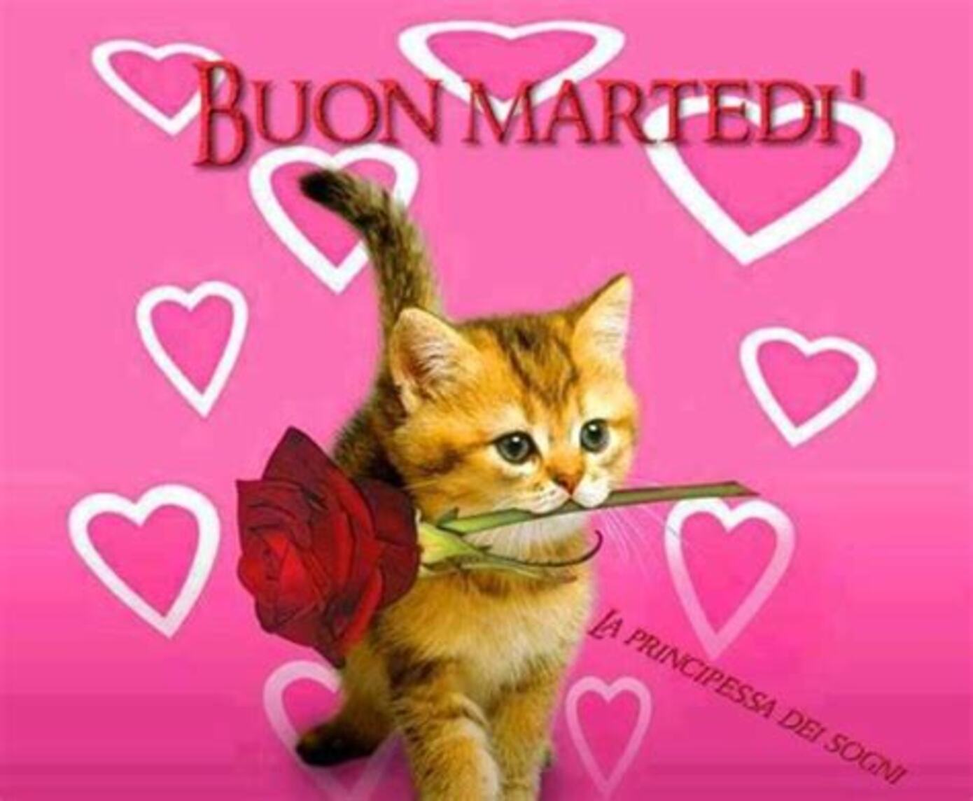 Buon Martedì Amore Mio