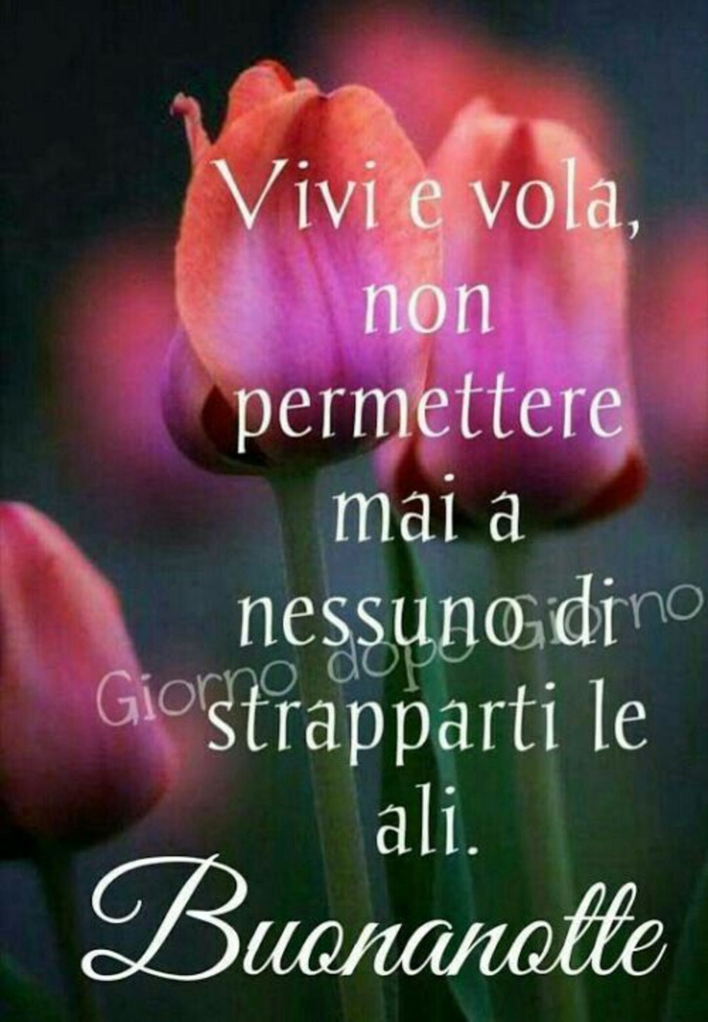 Vivi e vola, non permettere mai a nessuno di strapparti le ali. Buonanotte