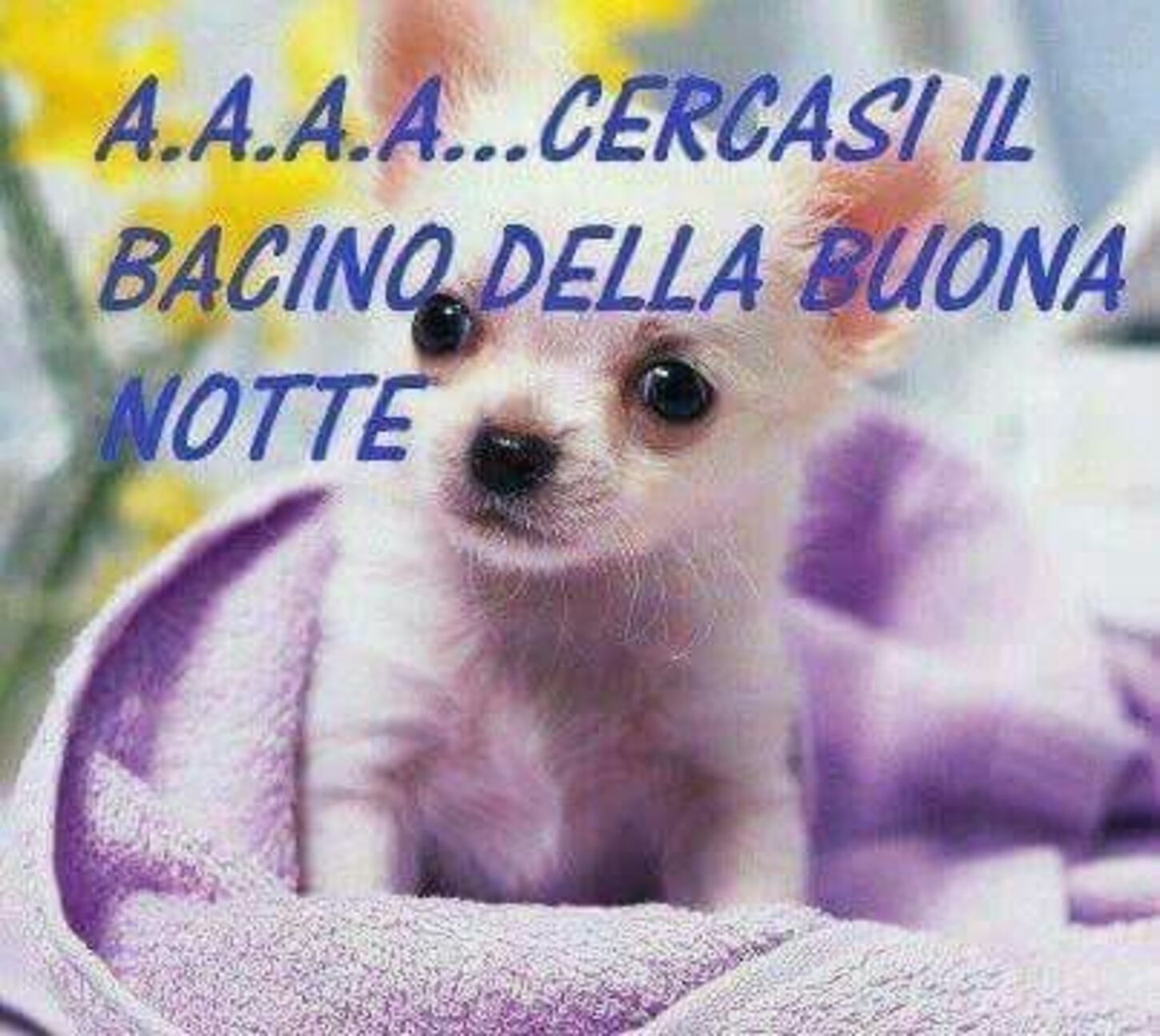 A.A.A.A Cercasi il bacino della Buonanotte