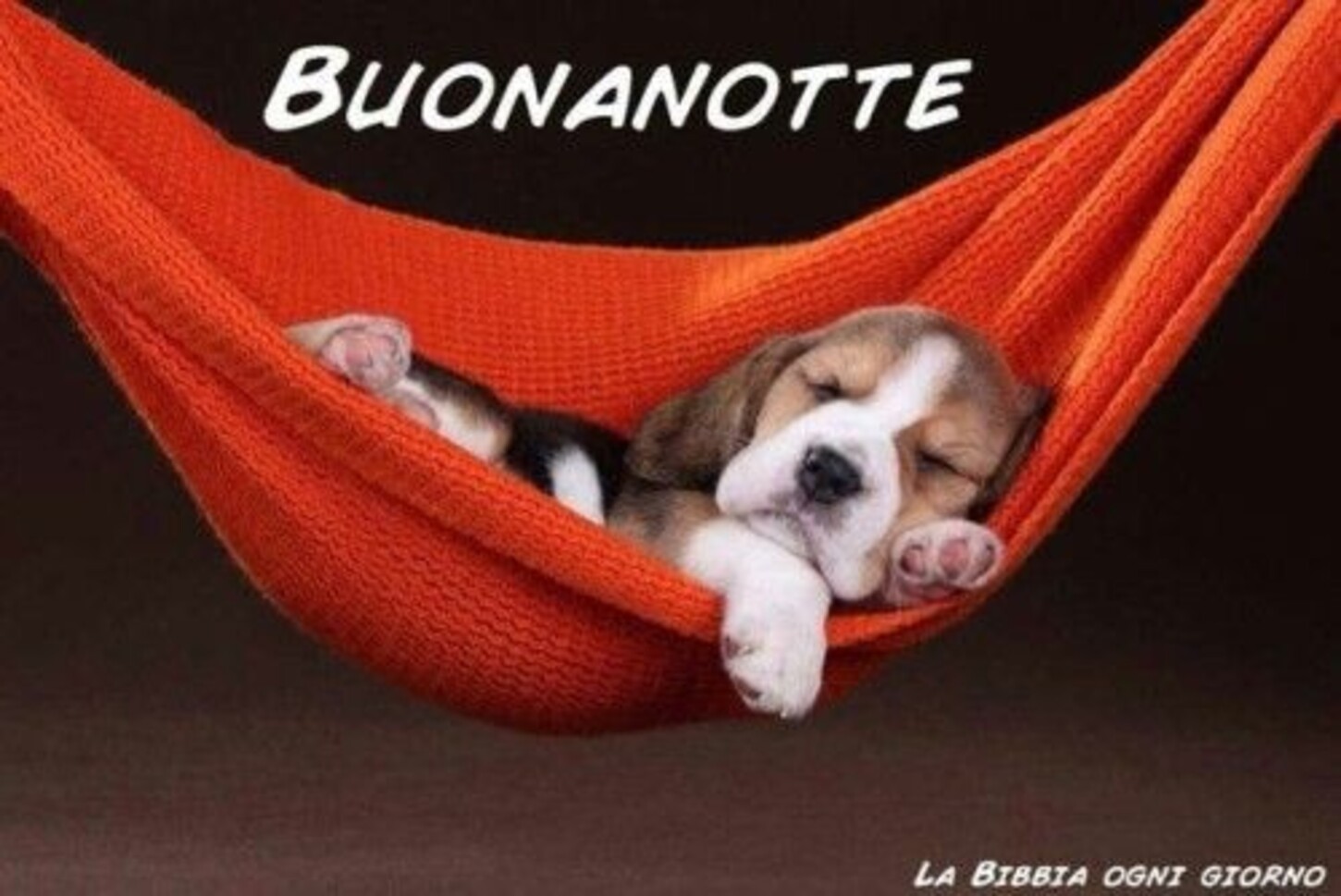 Buonanotte con gli animali