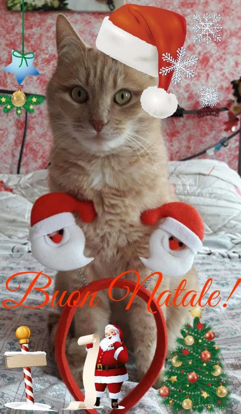 Buon Natale