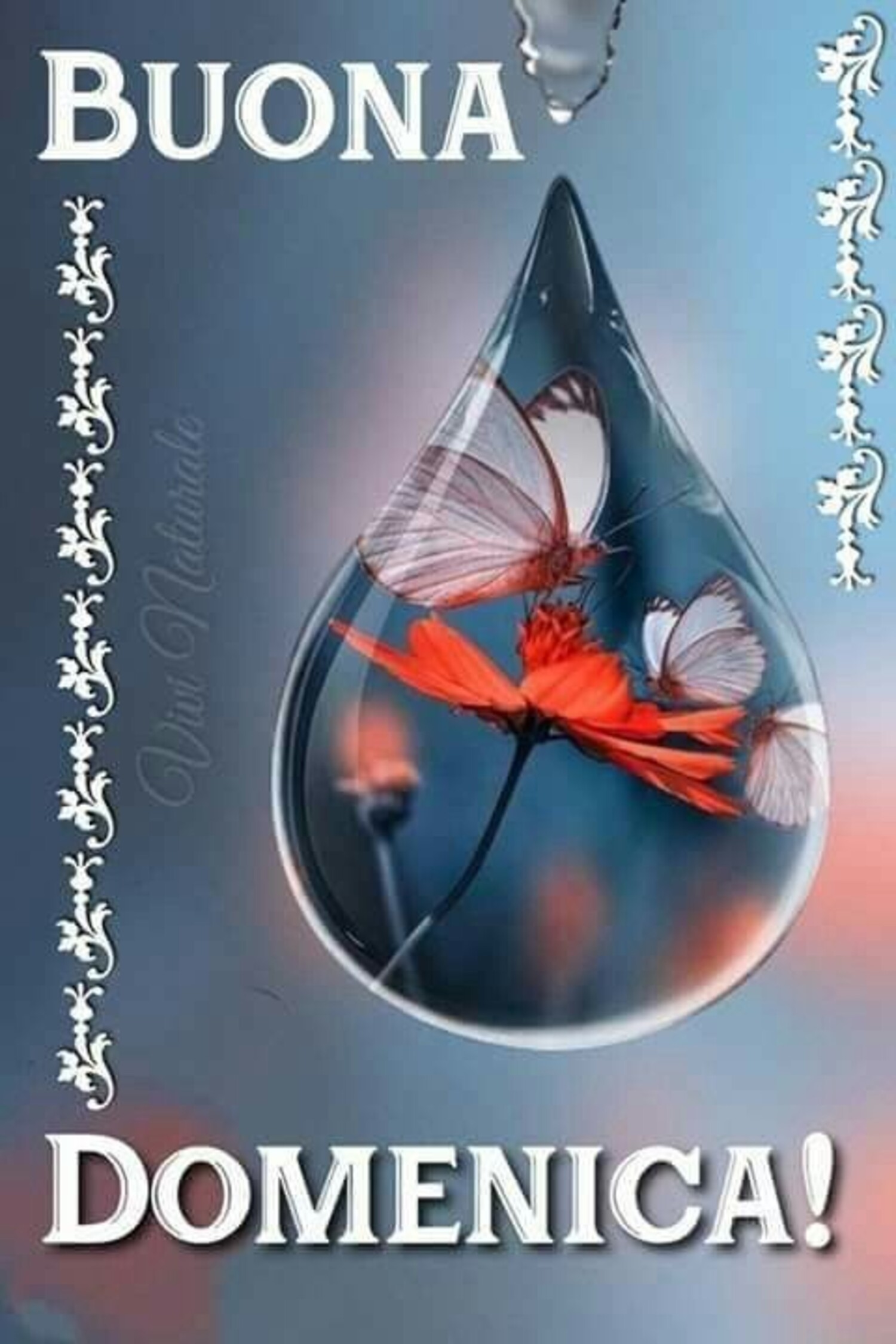 Buona Domenica
