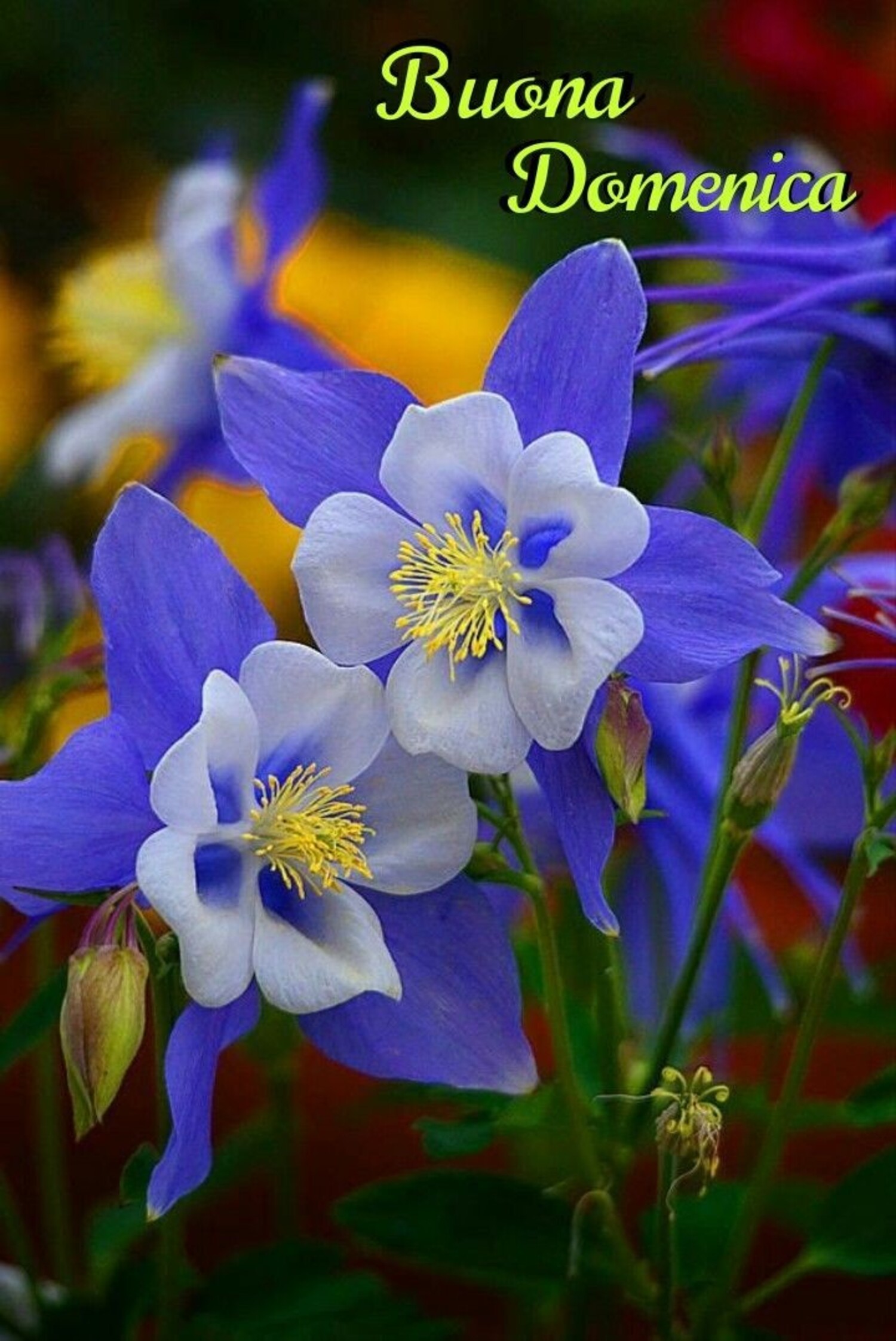 Buona Domenica