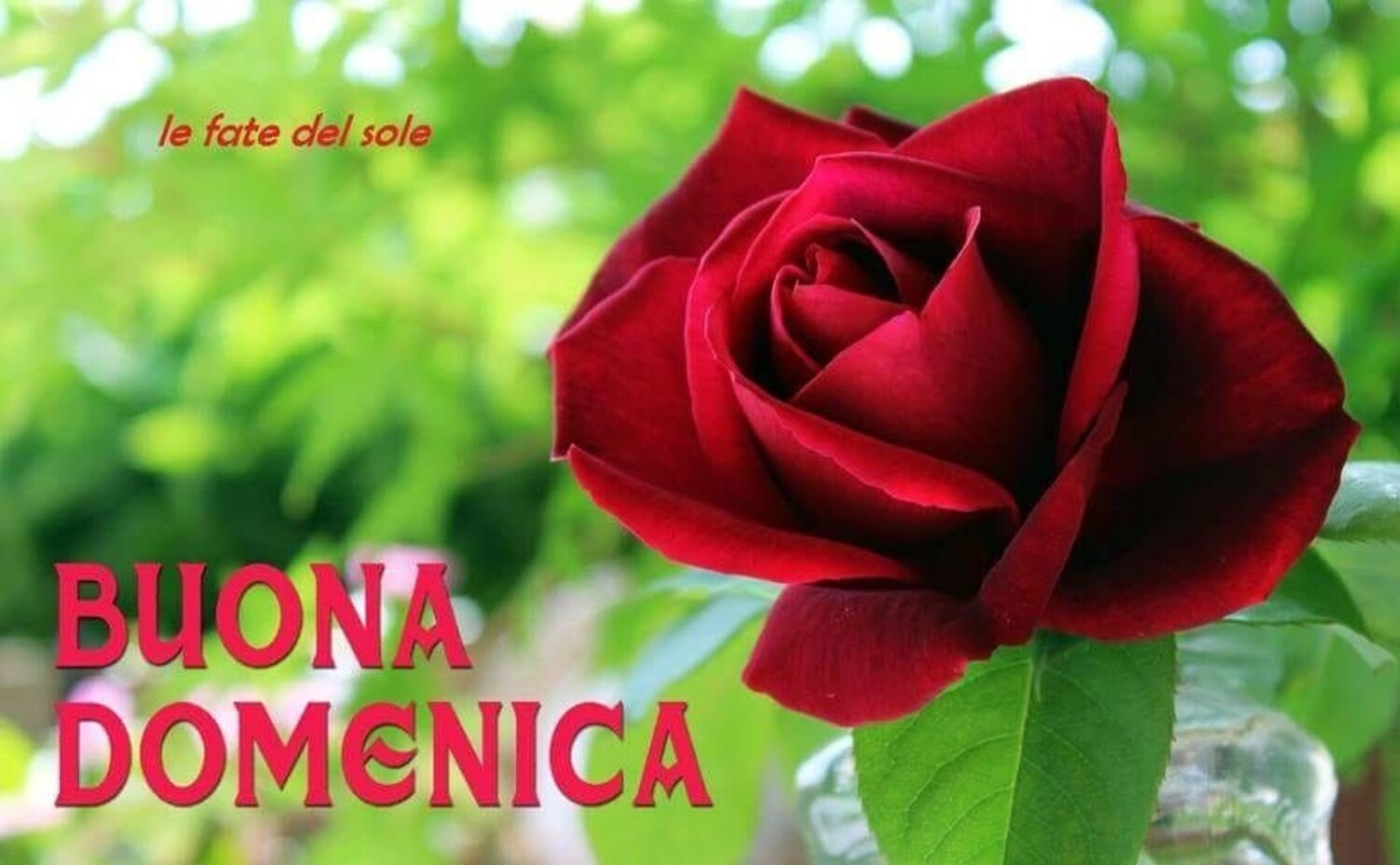 Buona Domenica