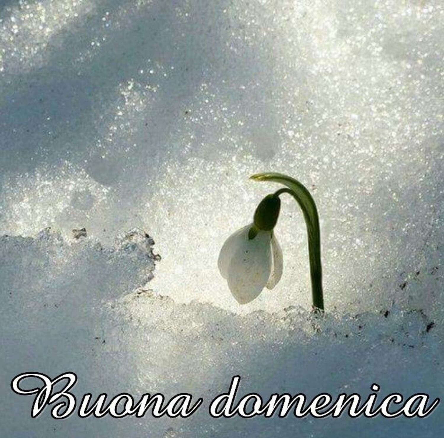 Buona Domenica