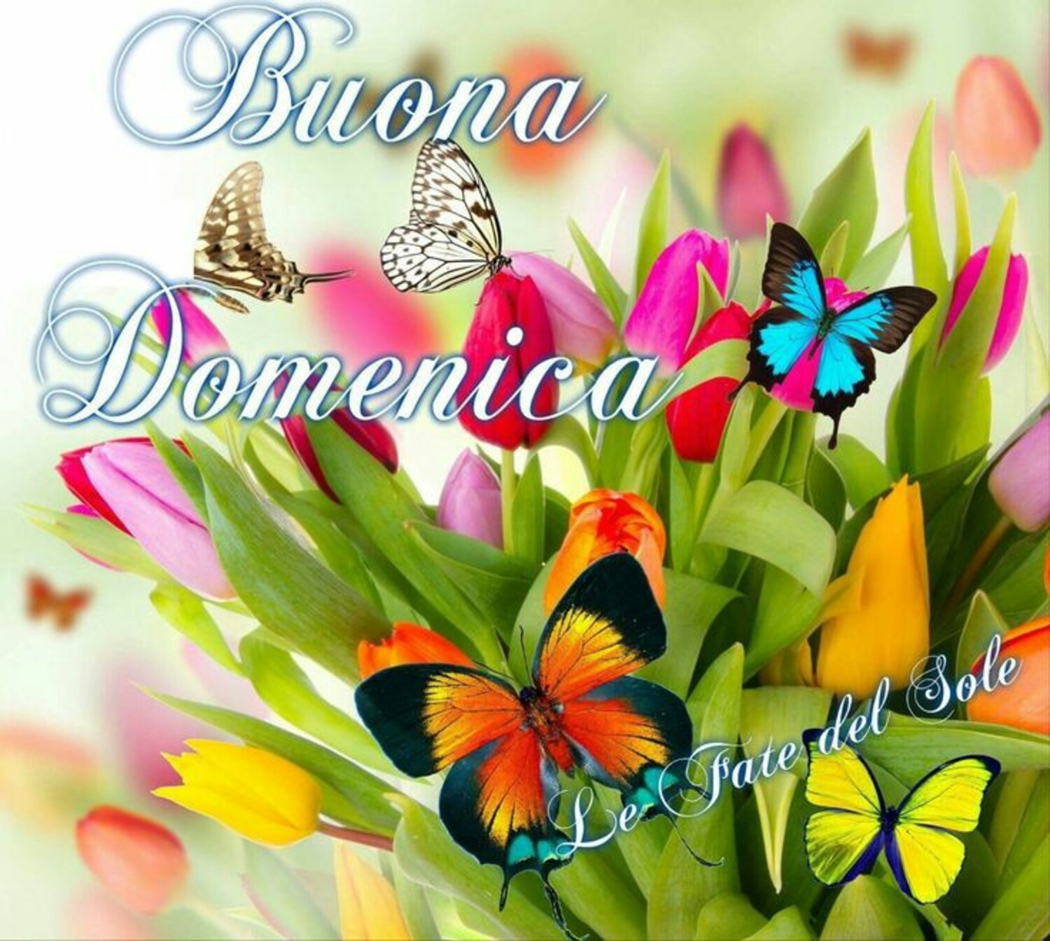Buona Domenica