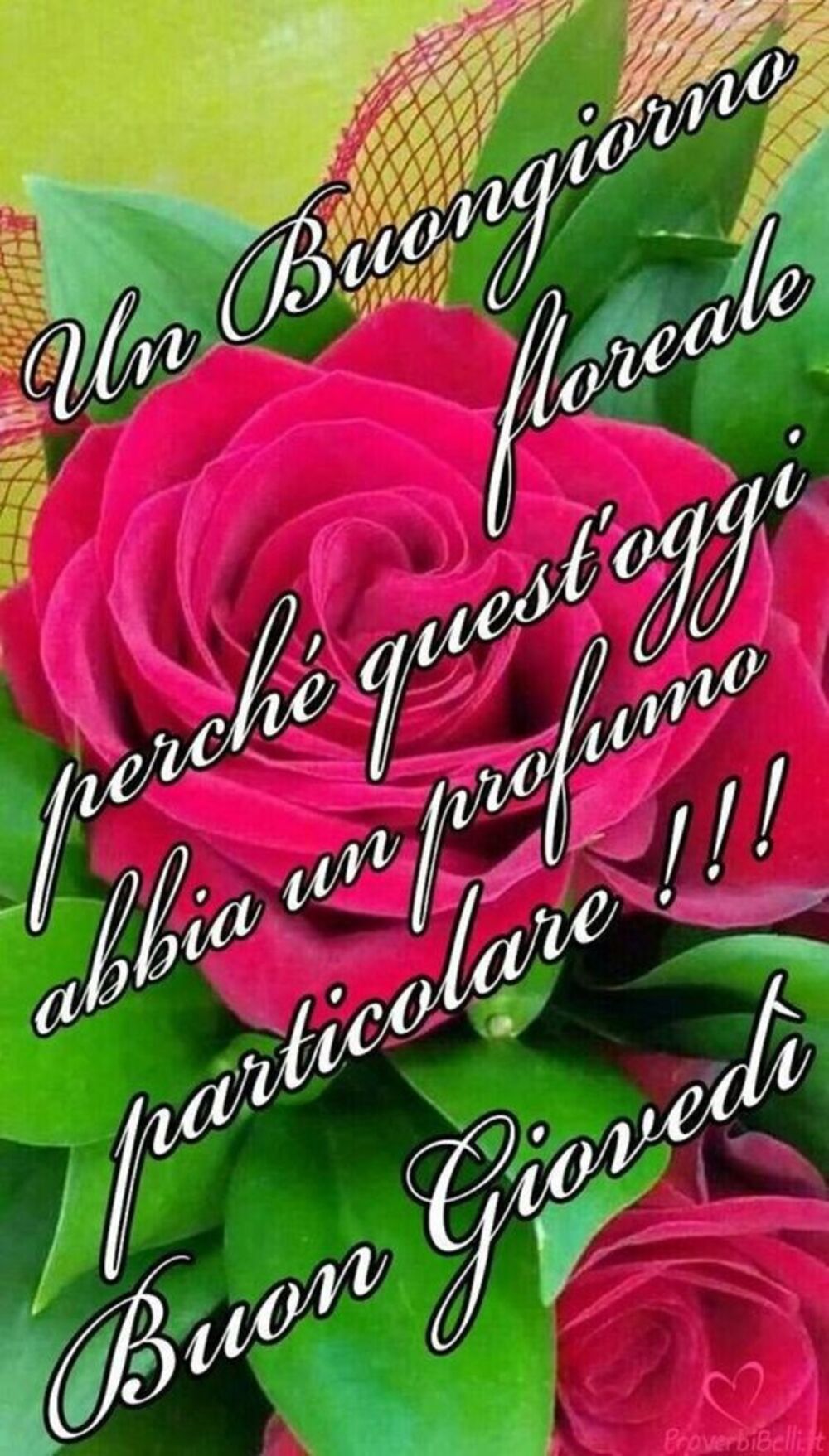 Un buongiorno floreale perchè quest'oggi abbia un profumo particolare!!! Buon Giovedì