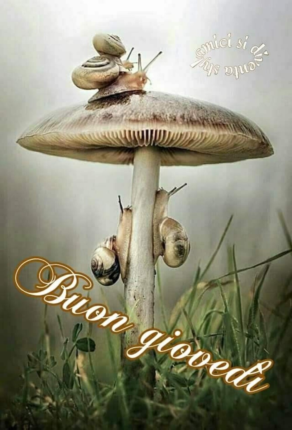 Buon Giovedì