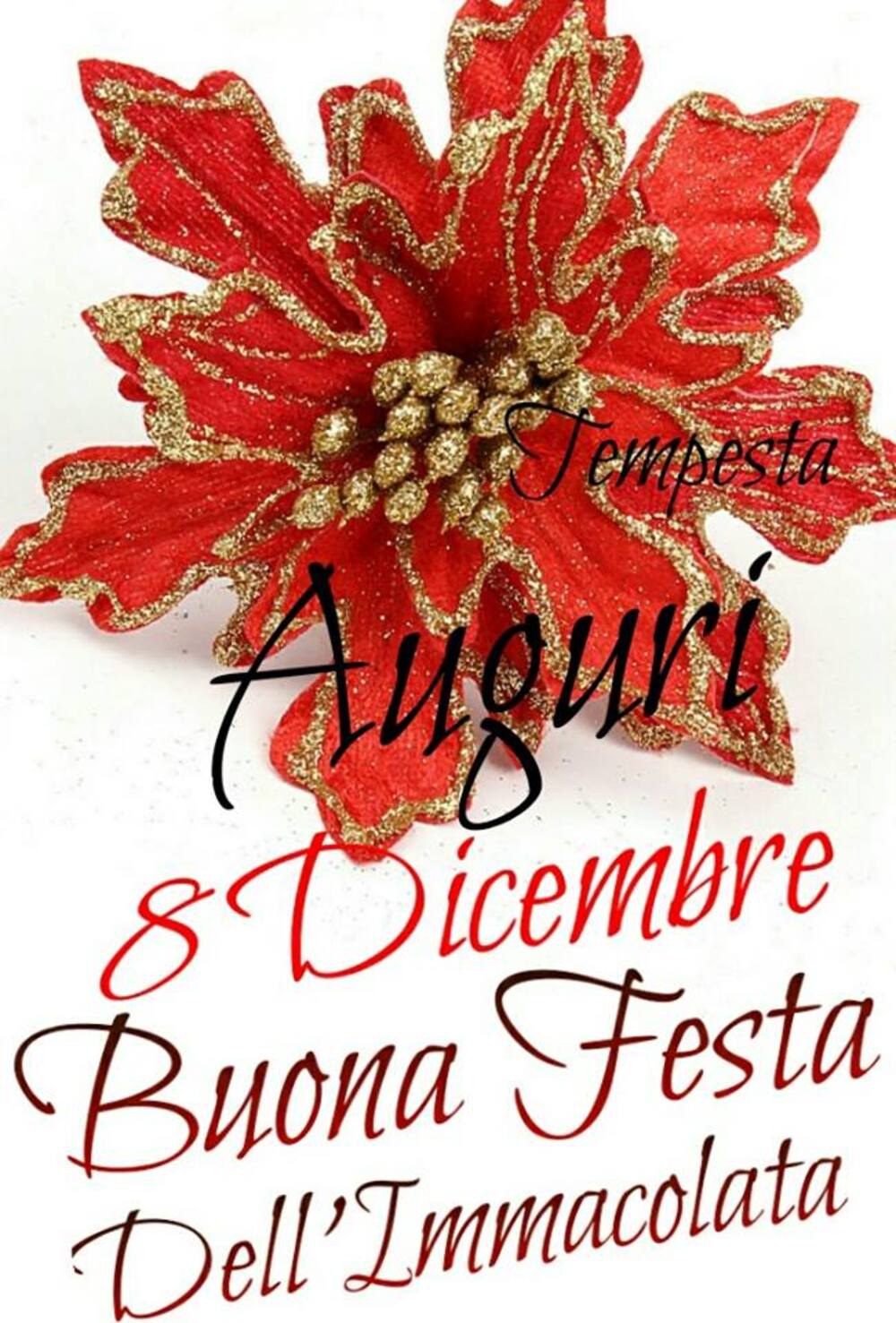 Auguri 8 Dicembre Buona Festa dell'Immacolata