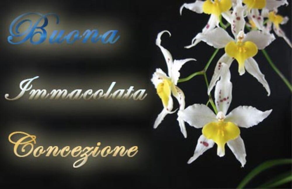 Buona Immacolata Concezione