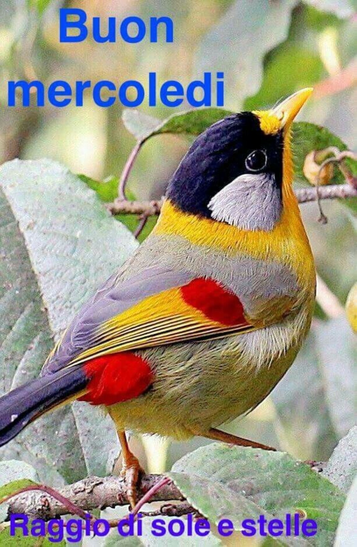 Buon Mercoledì