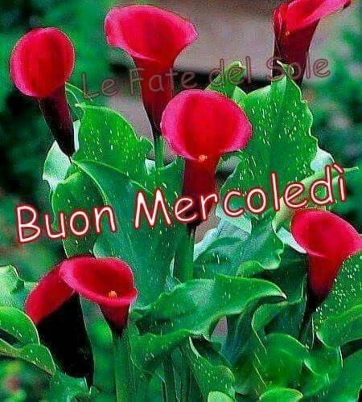 Buon Mercoledì