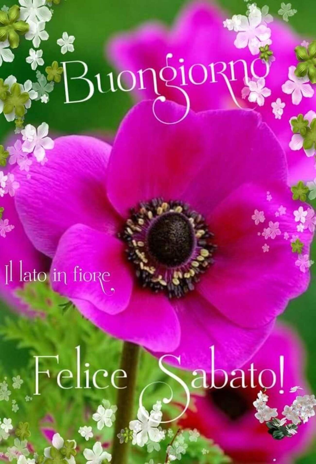 Buongiorno Felice sabato
