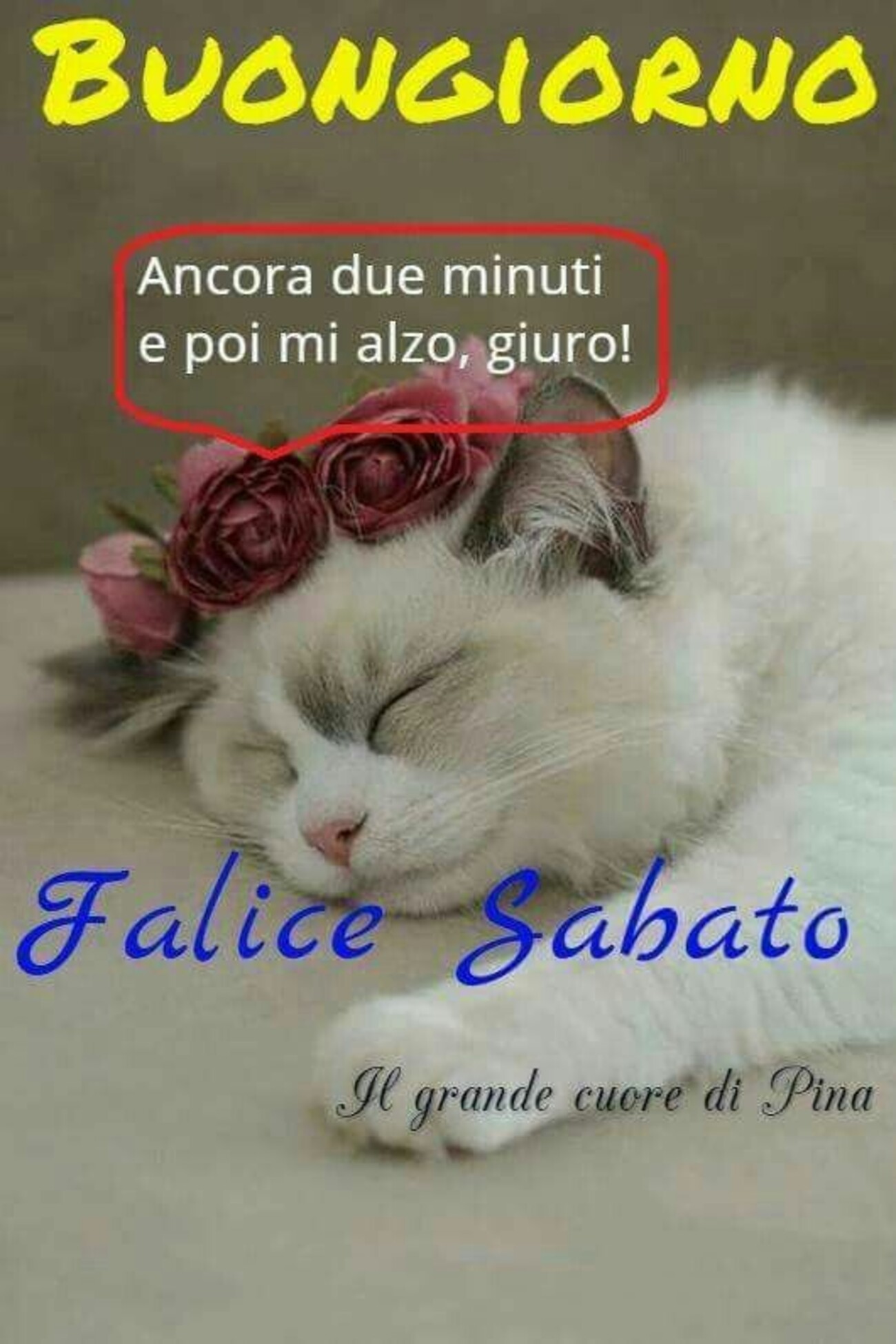Buongiorno ancora due minuti e poi mi alzo! Felice Sabato