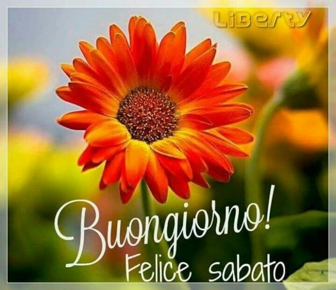 Buongiorno! Felice Sabato