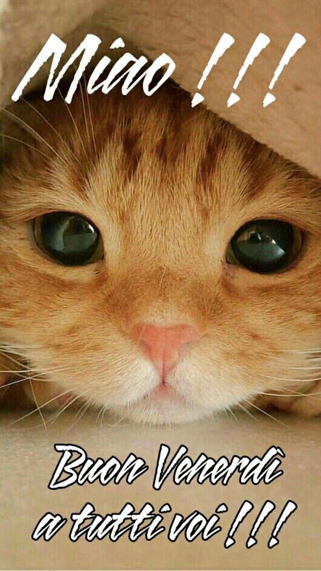 Miao!!! Buon Venerdì a tutti voi!!!