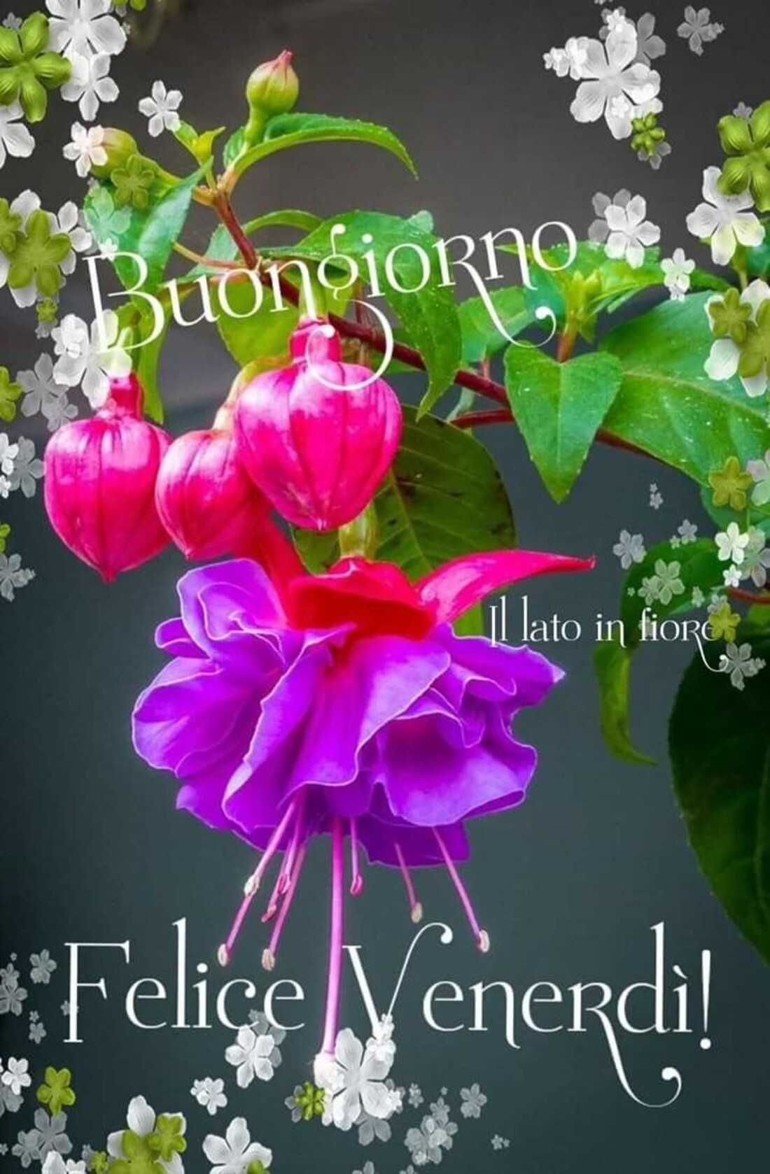 Buongiorno felice venerdì