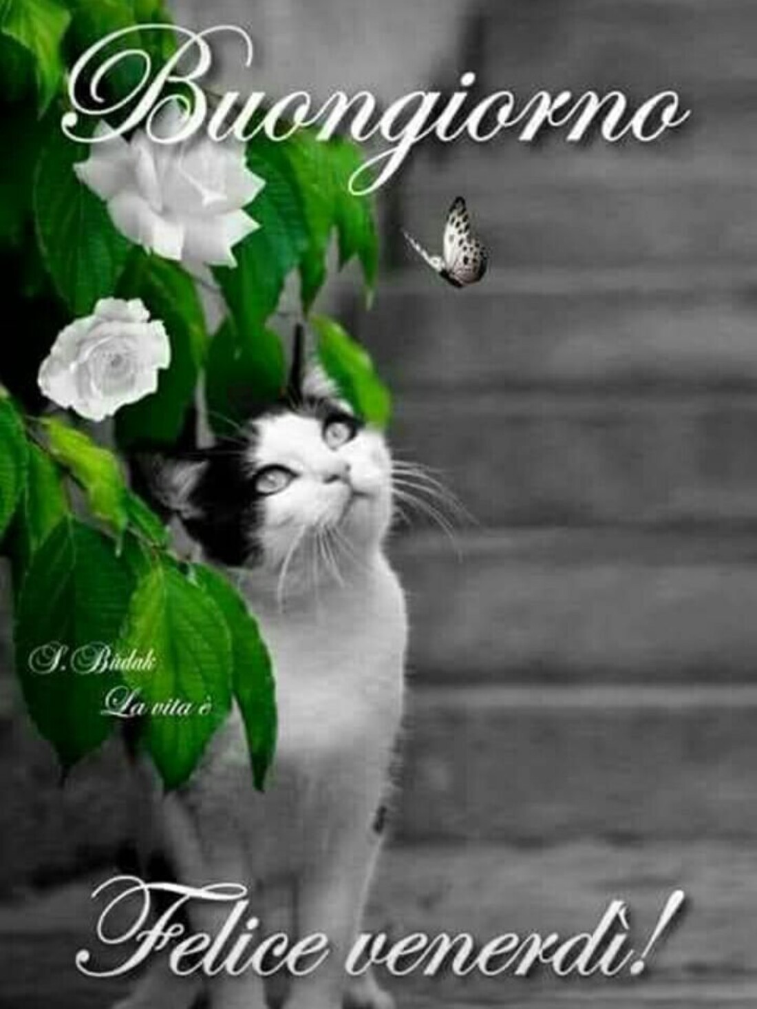 Buongiorno Felice Venerdì
