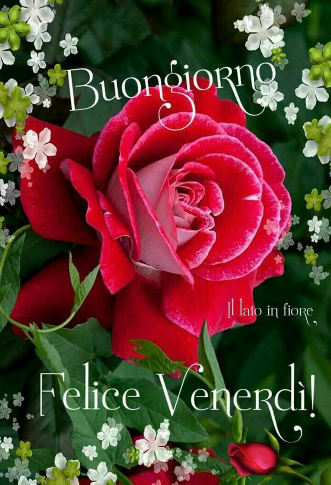 Buongiorno Felice Venerdì