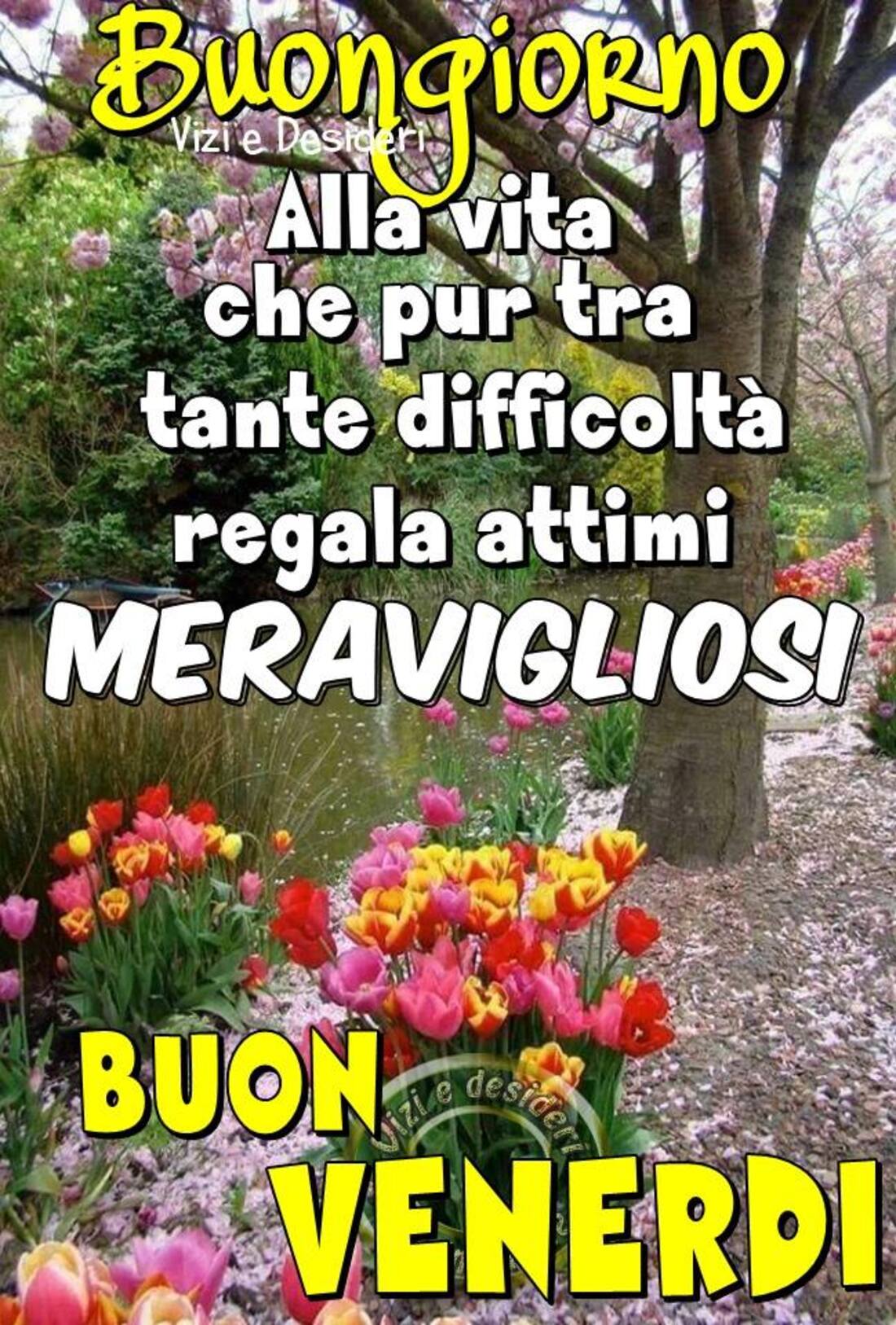 Buongiorno alla vita che pur tra tante difficoltà regala attimi MERAVIGLIOSI! Buon Venerdì