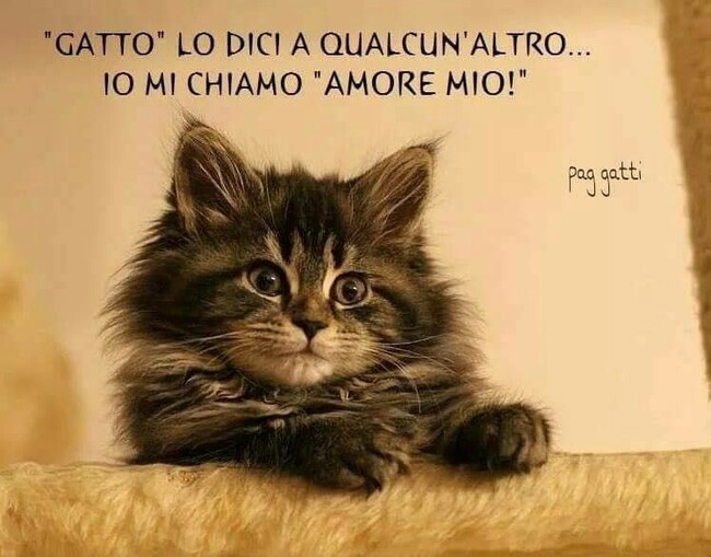 "Gatto lo dici a qualcun'altro...io mi chiamo "amore mio"!