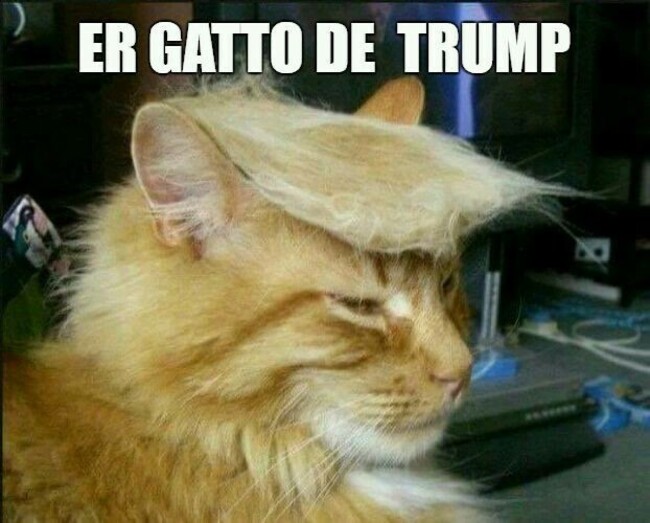 Er gatto de Trump