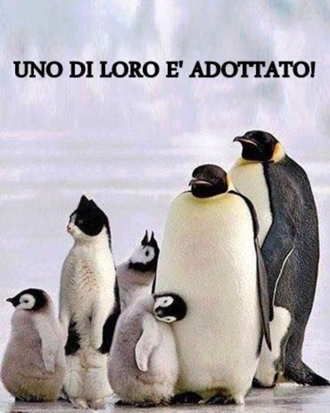 Uno di loro è adottato