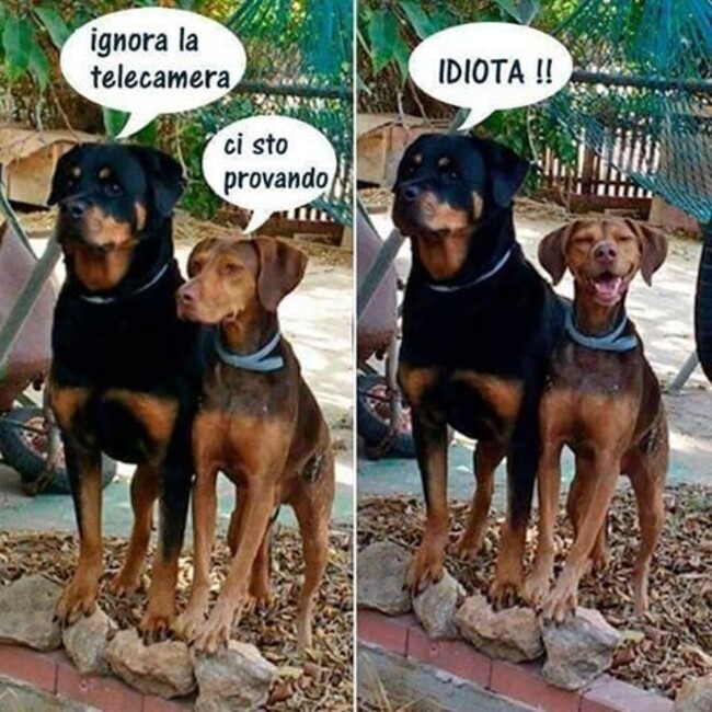 - Ignora la telecamera - Ci sto provando! - Idiota
