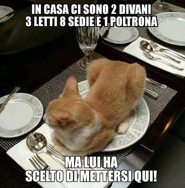 In casa ci sono 2 divani, 3 letti, 8 sedie e 1 poltrona...ma lui ha scelto di mettersi qui!