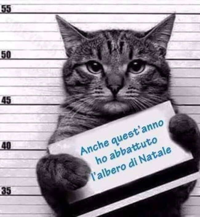 Anche quest'anno ho abbattuto l'albero di Natale