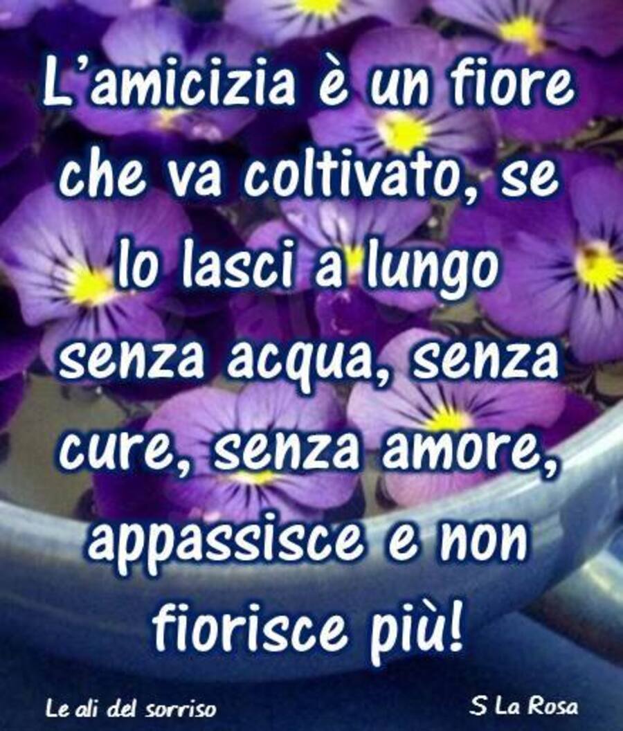 L'amicizia è un fiore che va coltivato, se lo lasci a lungo senza acqua, senza cure, senza amore, appassisce e non fiorisce più