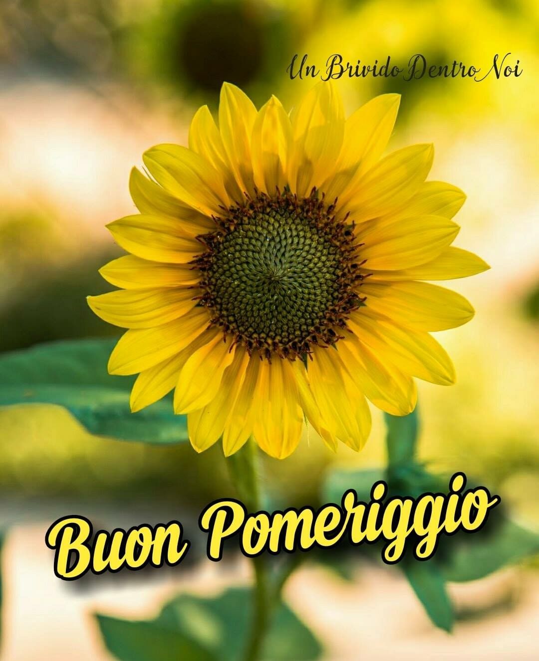 Buon Pomeriggio