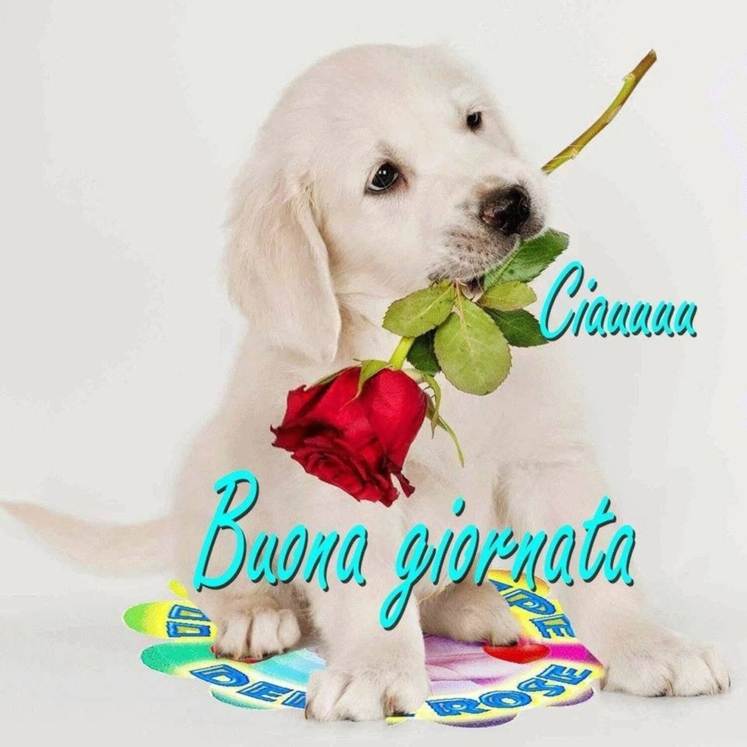 Ciauuuu buona giornata