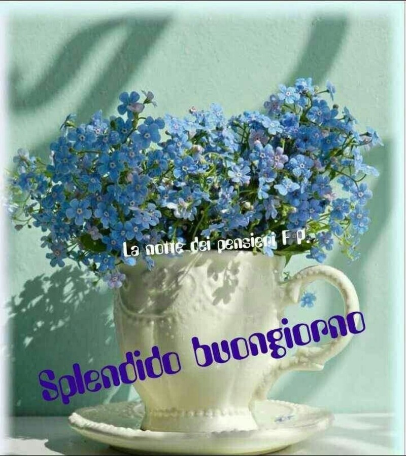 Splendido buongiorno