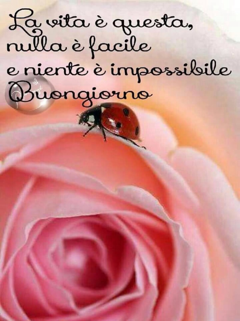 La vita è questa, nulla è facile e niente è l'impossibile! Buongiorno